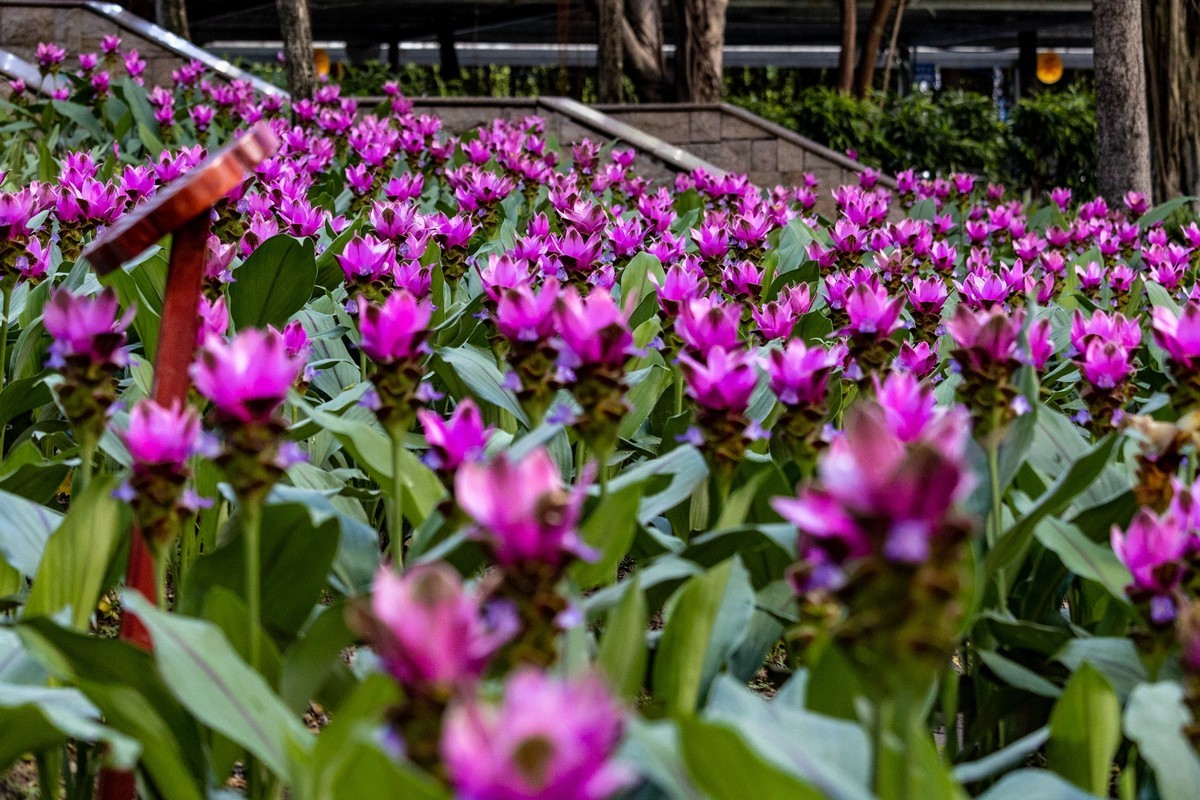 白云禁毒主题公园——姜荷花展（三）