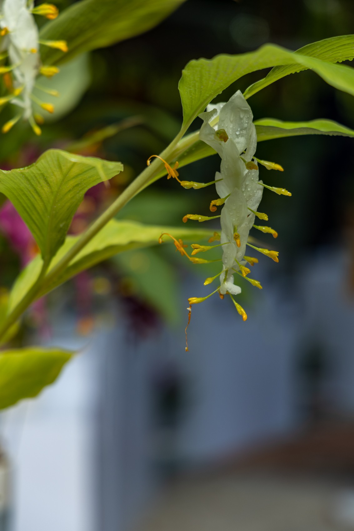 白云禁毒主题公园——姜荷花展（三）