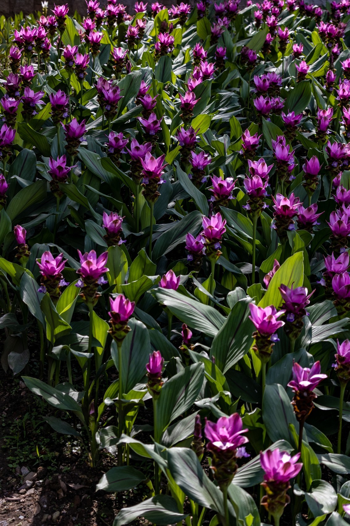 白云禁毒主题公园——姜荷花展（三）