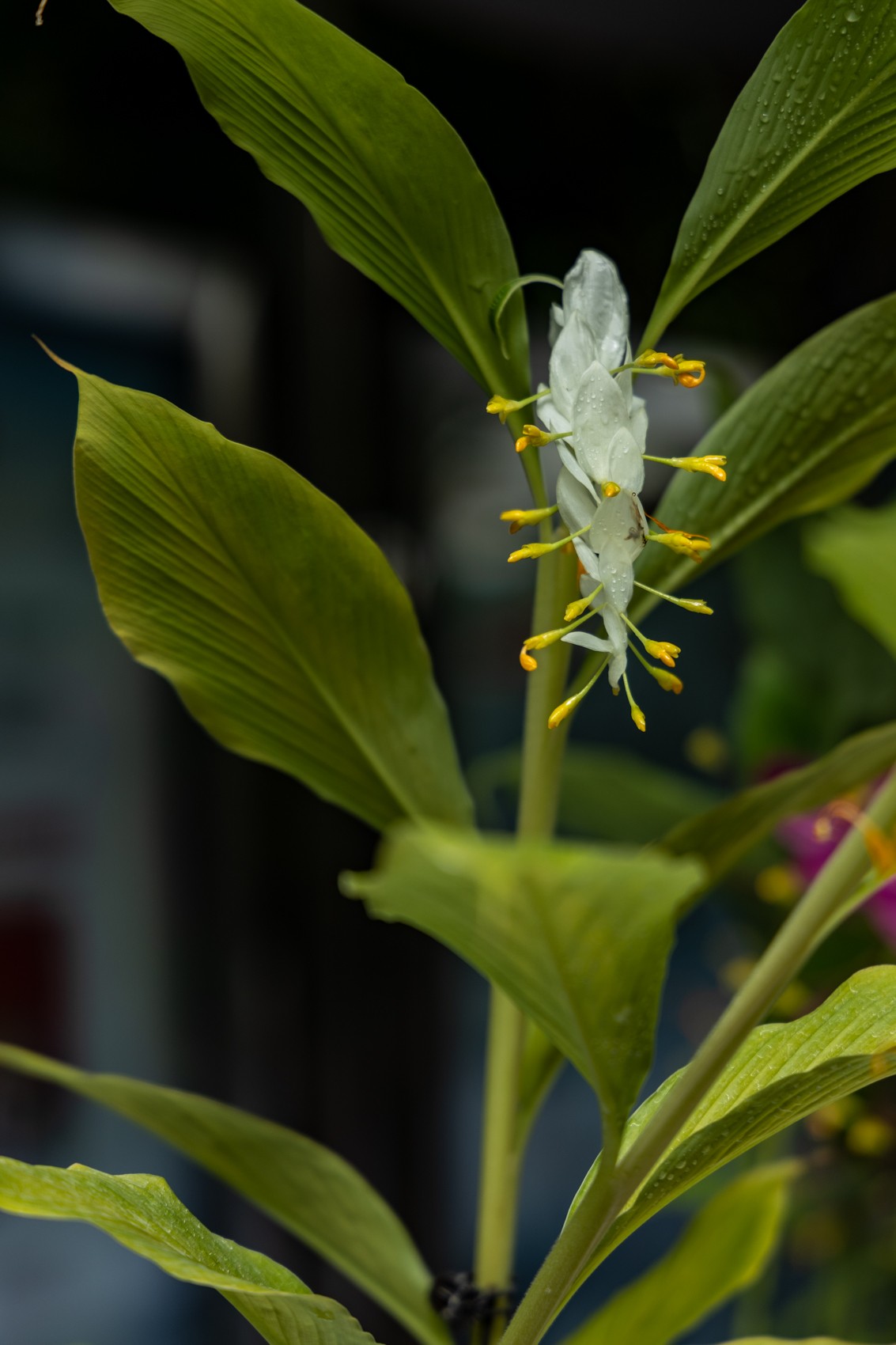 白云禁毒主题公园——姜荷花展（三）