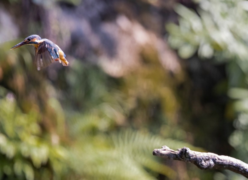 一组翠鸟祝版主、友友们中秋国庆双节快乐！