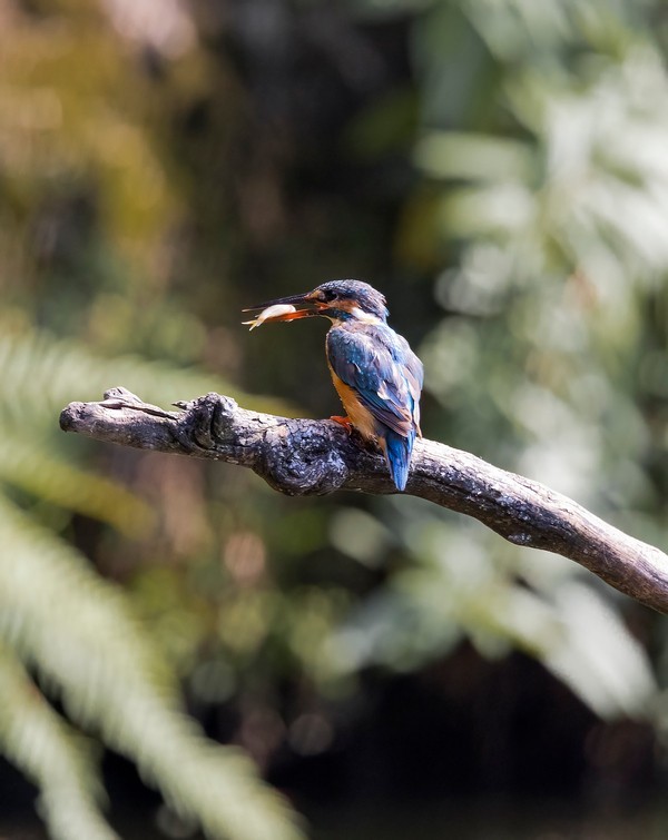 一组翠鸟祝版主、友友们中秋国庆双节快乐！