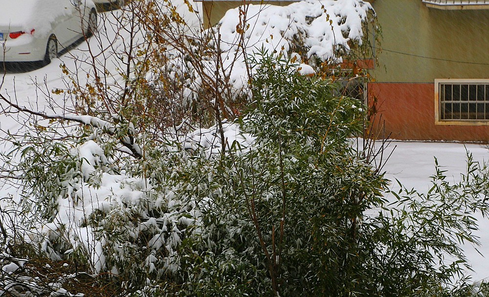 【不老松：纪实摄影】下雪天拍雪！（在室内通过防盗窗！）