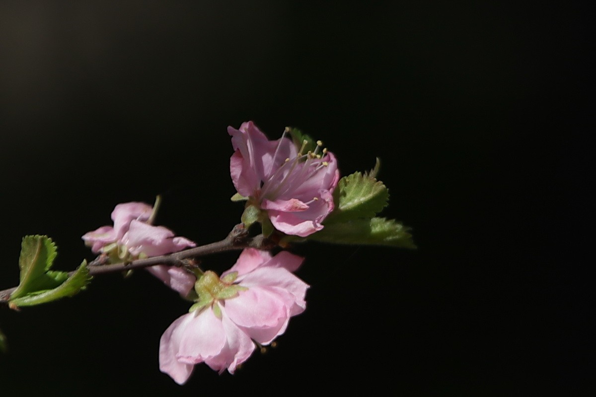 关东百花园（356）——榆叶梅