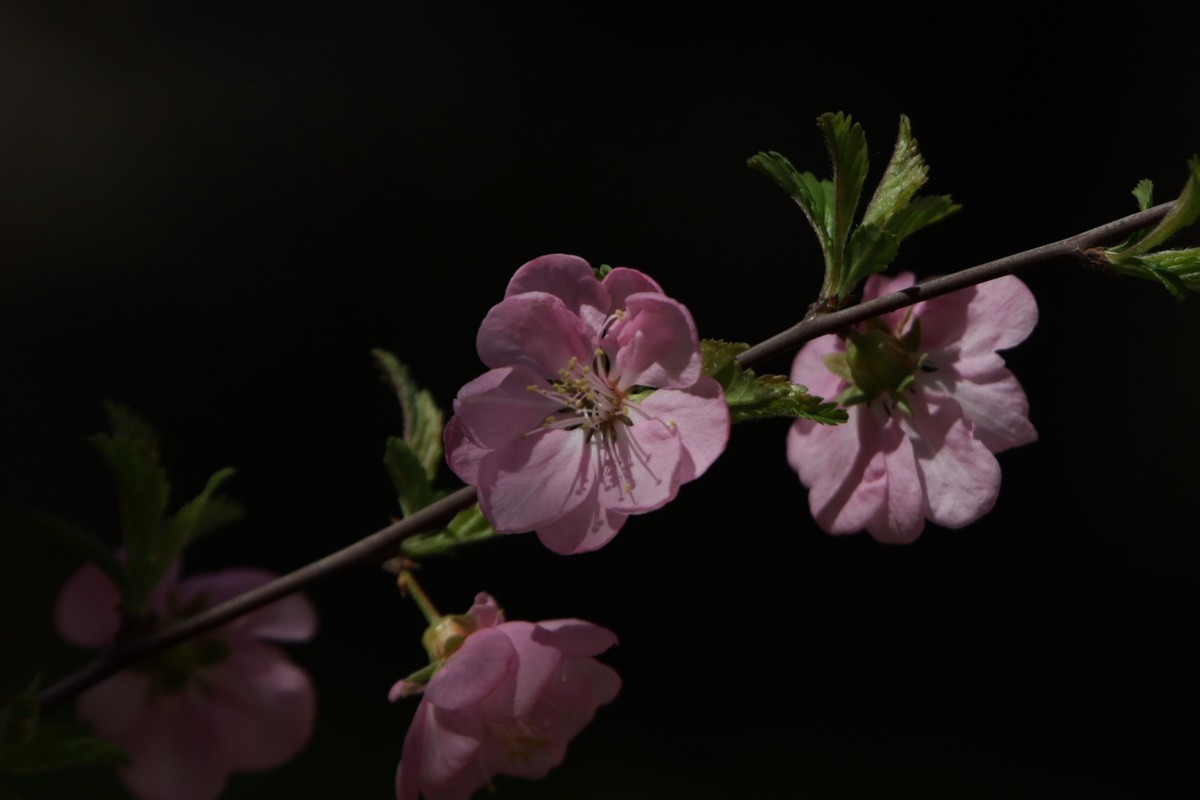 关东百花园（356）——榆叶梅