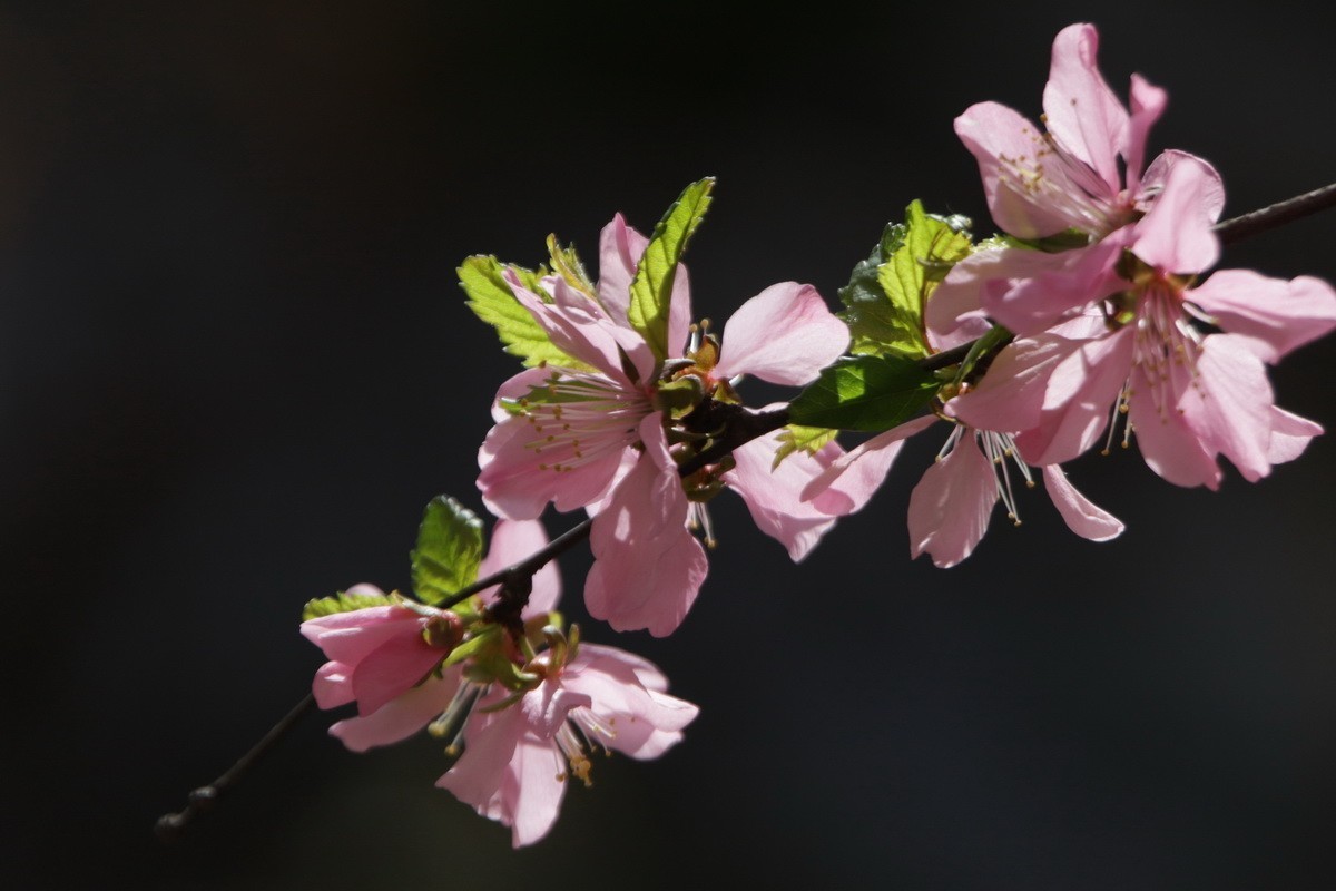 关东百花园（356）——榆叶梅