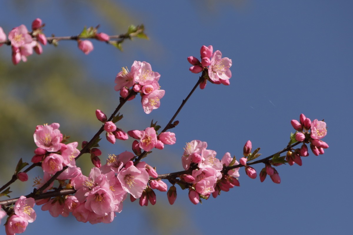 关东百花园（356）——榆叶梅
