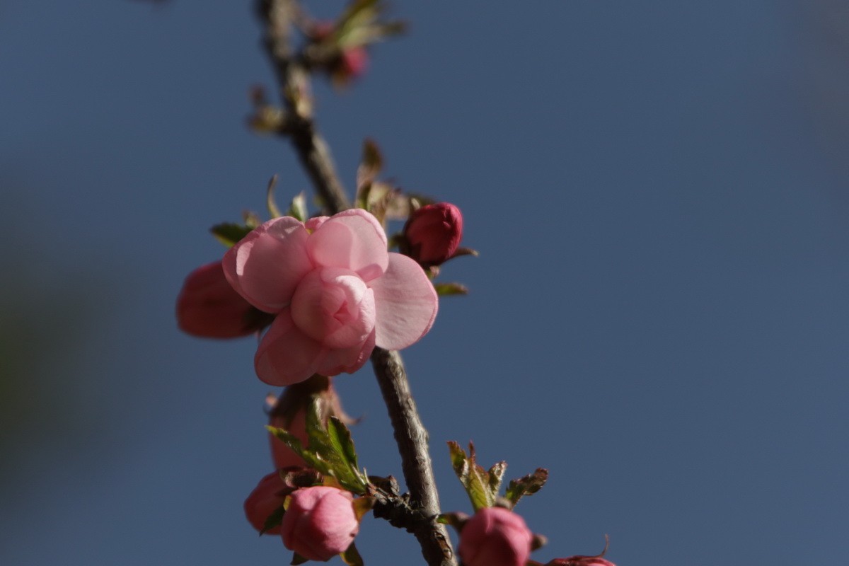 关东百花园（356）——榆叶梅