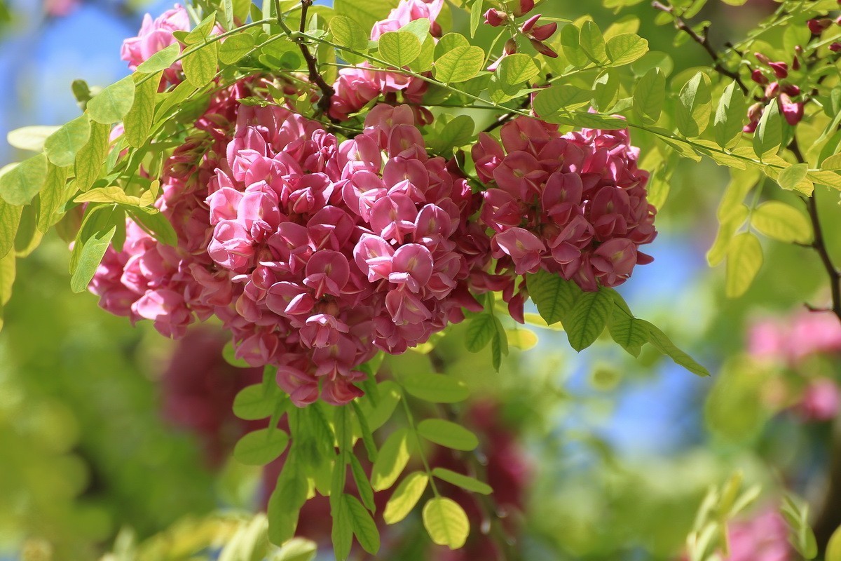 2024081 紫槐花开挂枝头 （3）