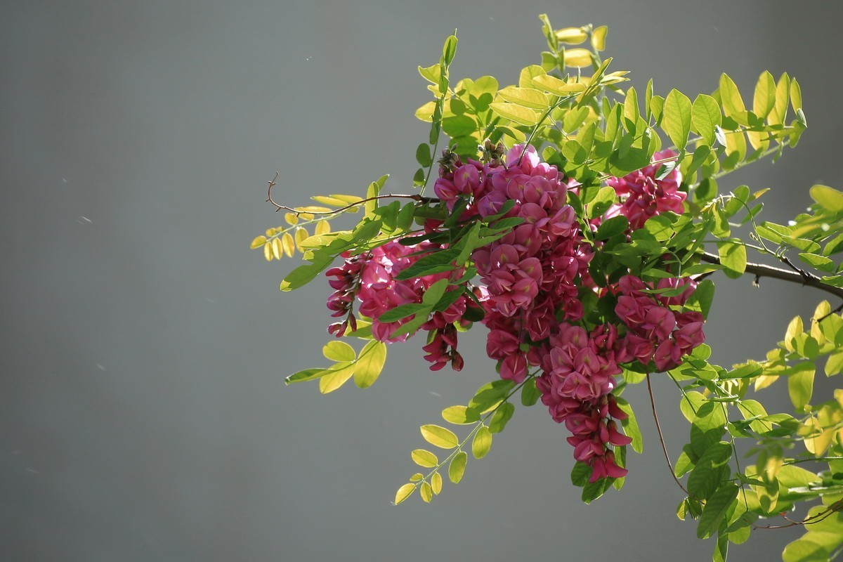 2024081 紫槐花开挂枝头 （3）