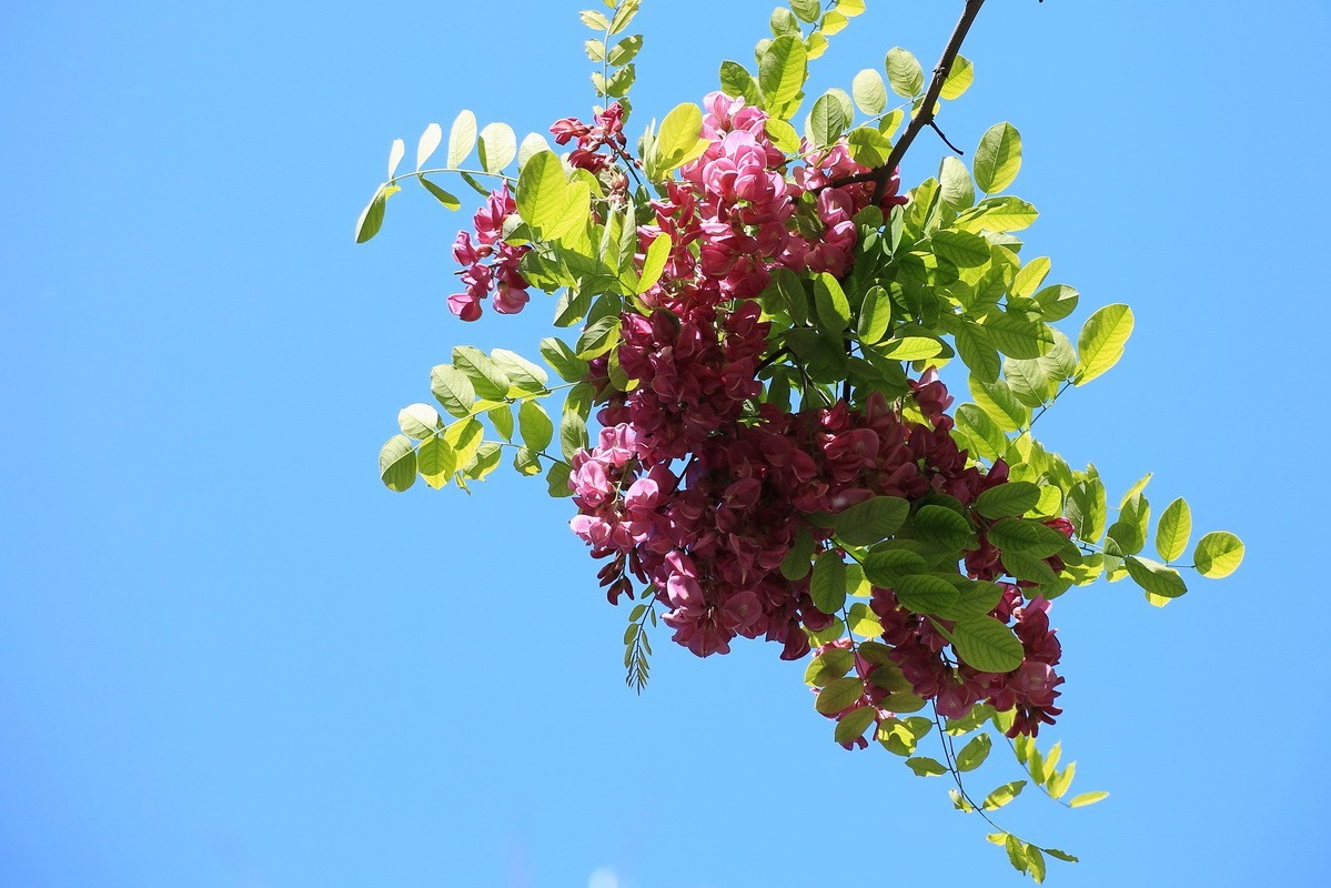2024081 紫槐花开挂枝头 （3）