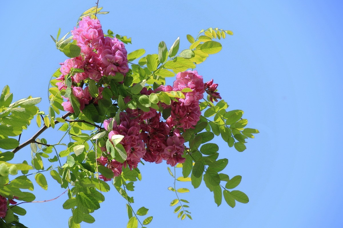 2024081 紫槐花开挂枝头 （3）