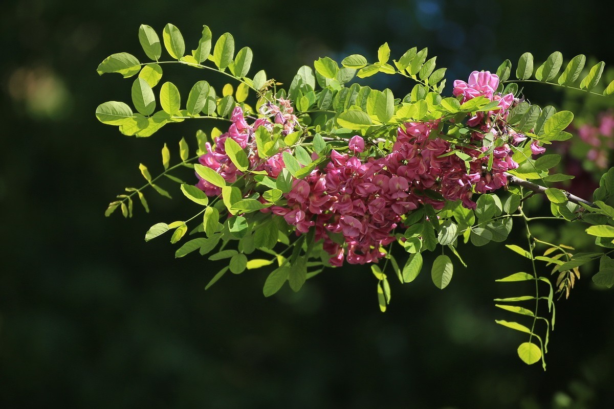2024081 紫槐花开挂枝头 （3）