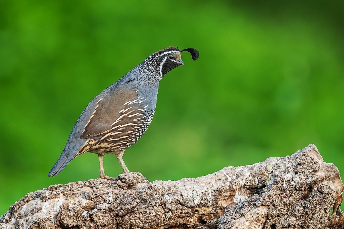 蛇年伊始，祝各位老师新的一年身体健康、阖家幸福、万事如意！
