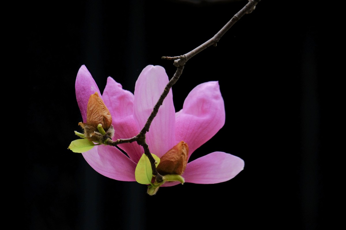 紫玉兰花 随拍