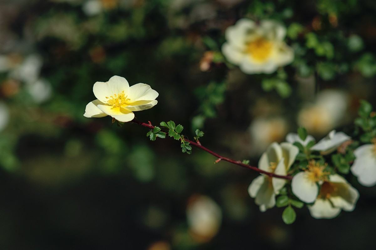 再拍黄刺玫的花朵