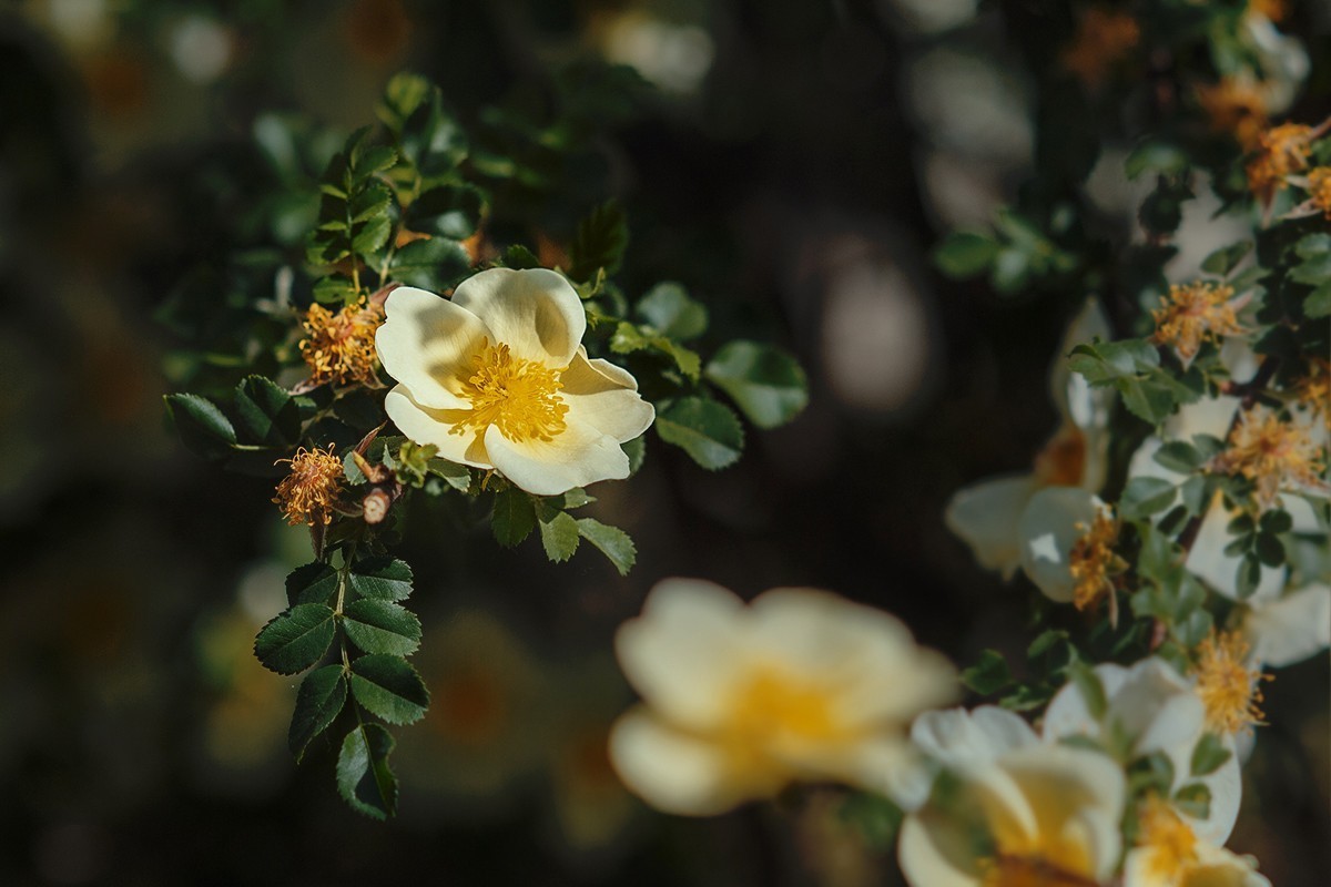 再拍黄刺玫的花朵