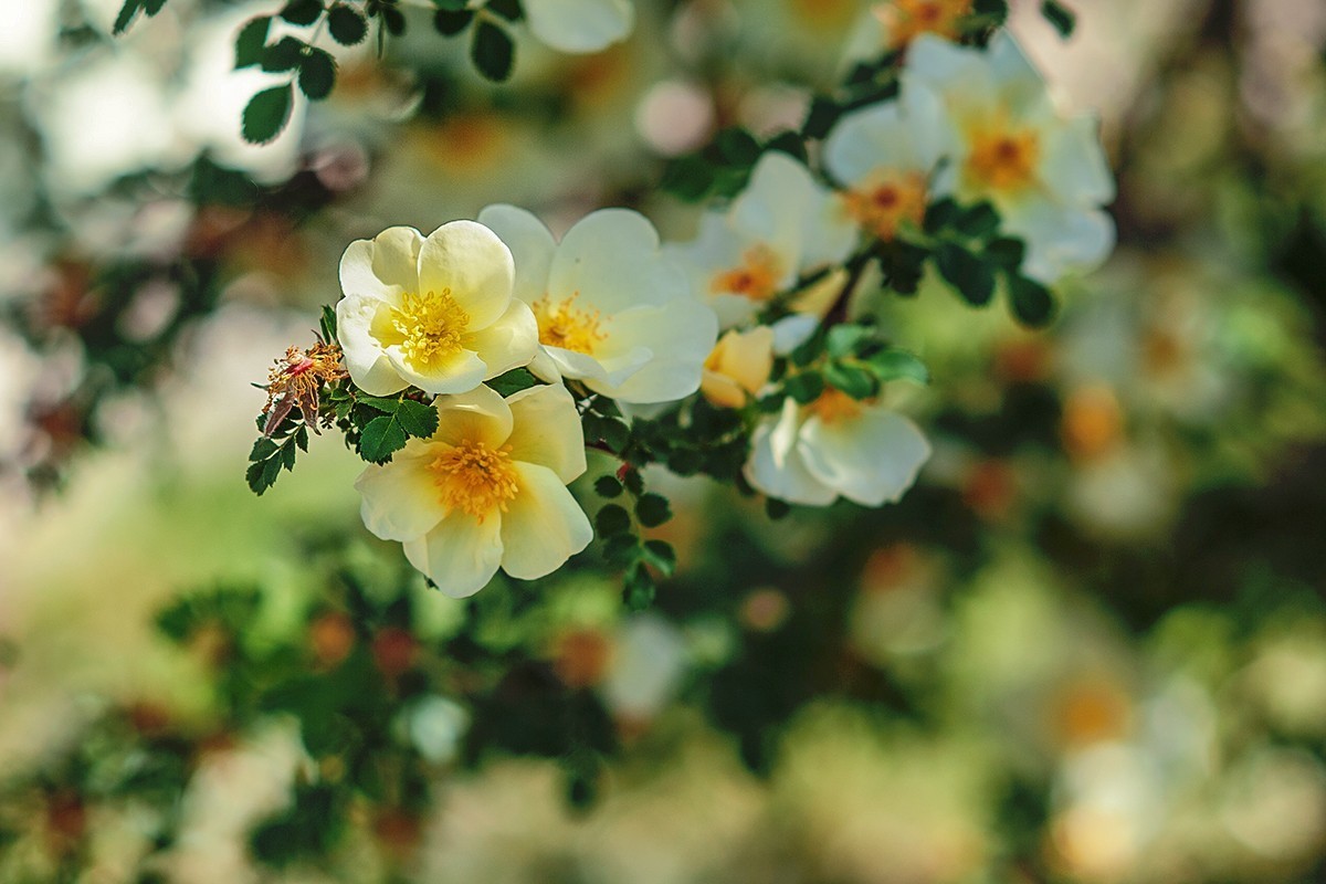 再拍黄刺玫的花朵
