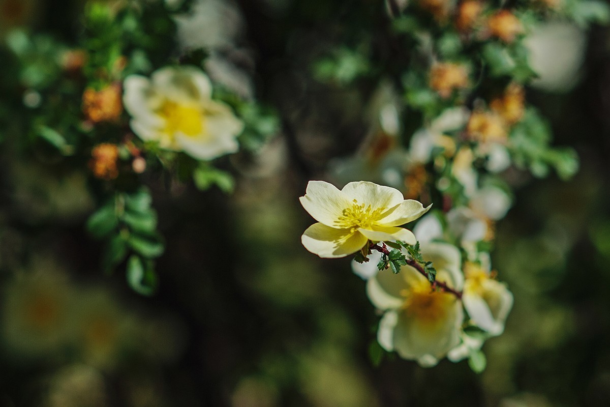 再拍黄刺玫的花朵