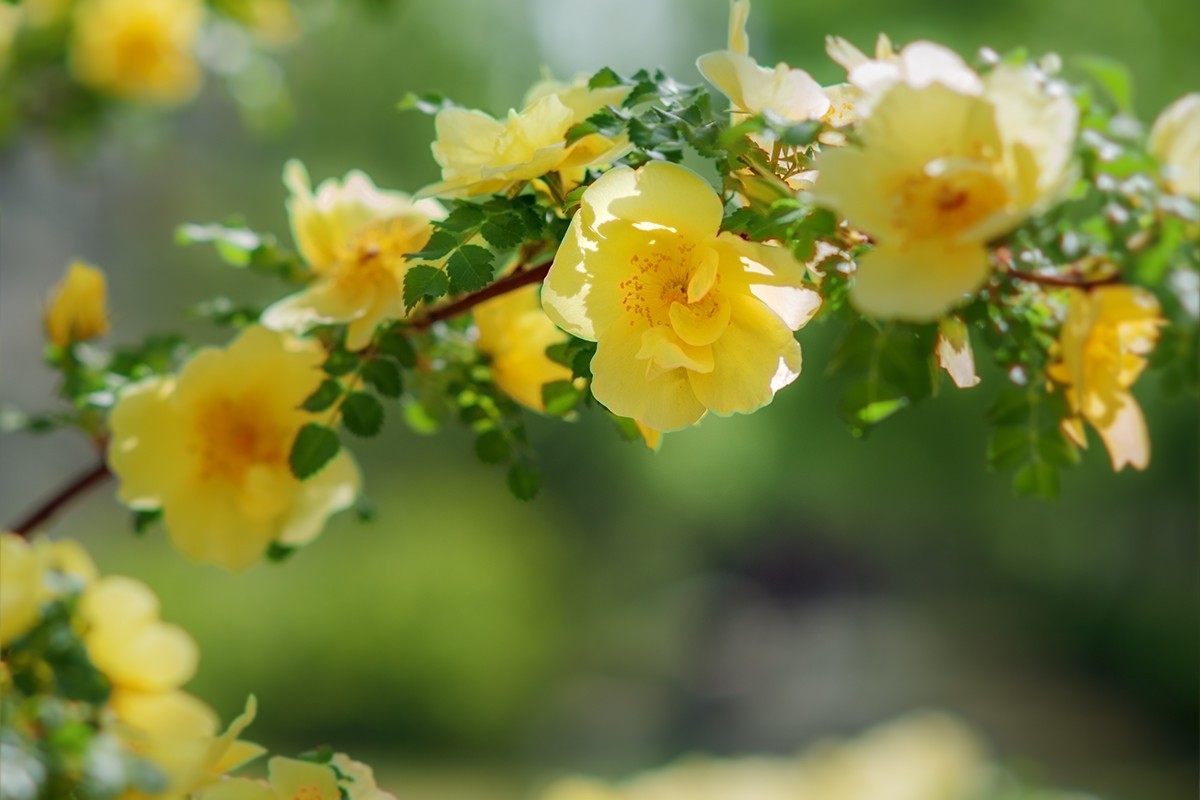 再拍黄刺玫的花朵