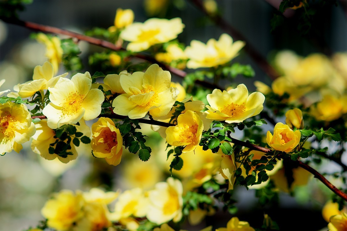 再拍黄刺玫的花朵