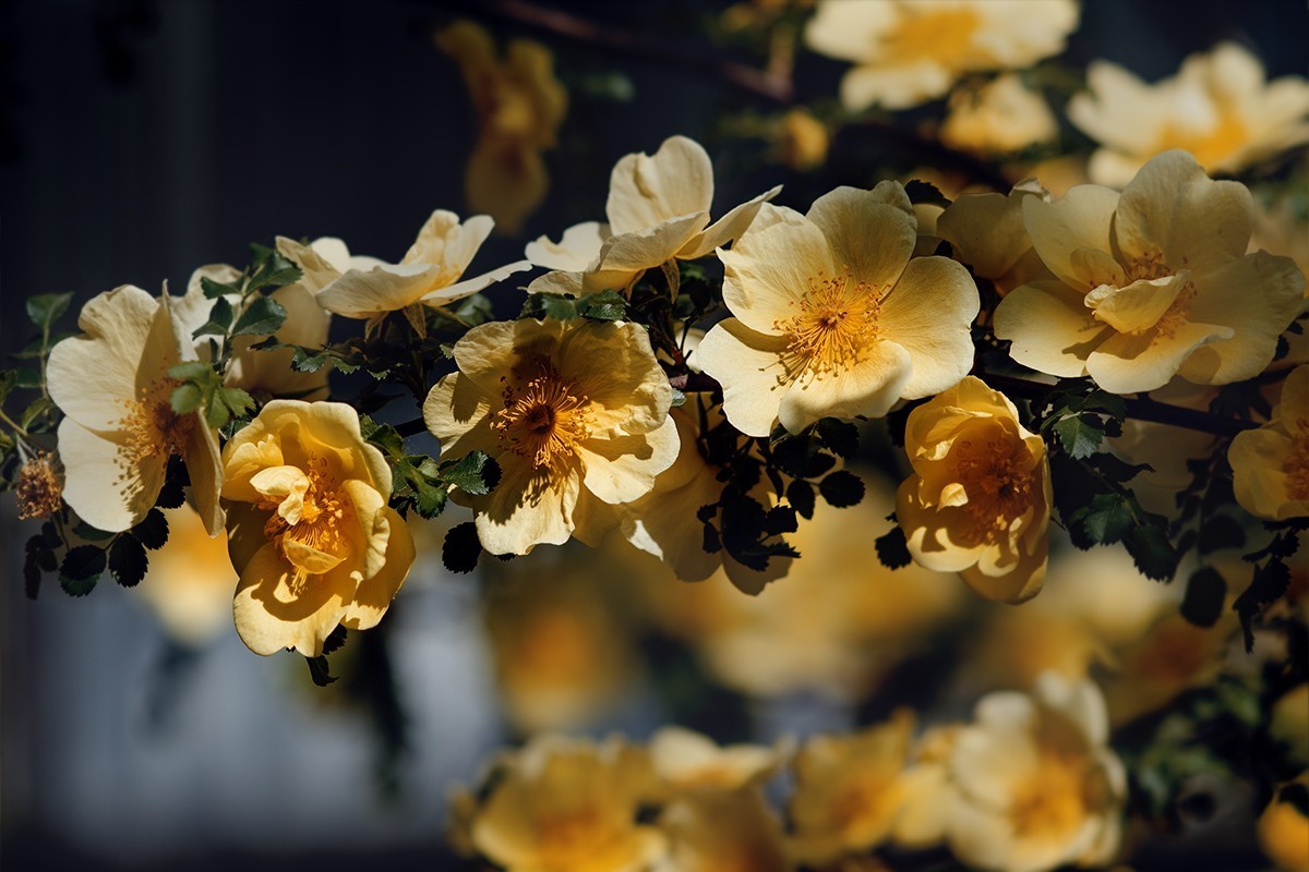 再拍黄刺玫的花朵