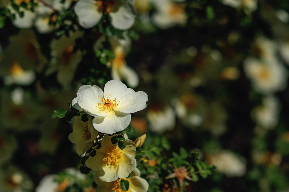 再拍黄刺玫的花朵