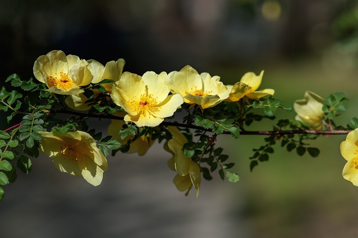 再拍黄刺玫的花朵
