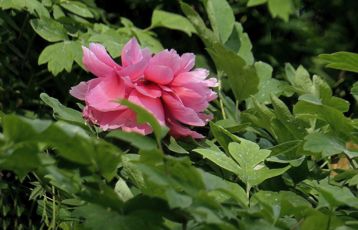 再拍东湖牡丹园