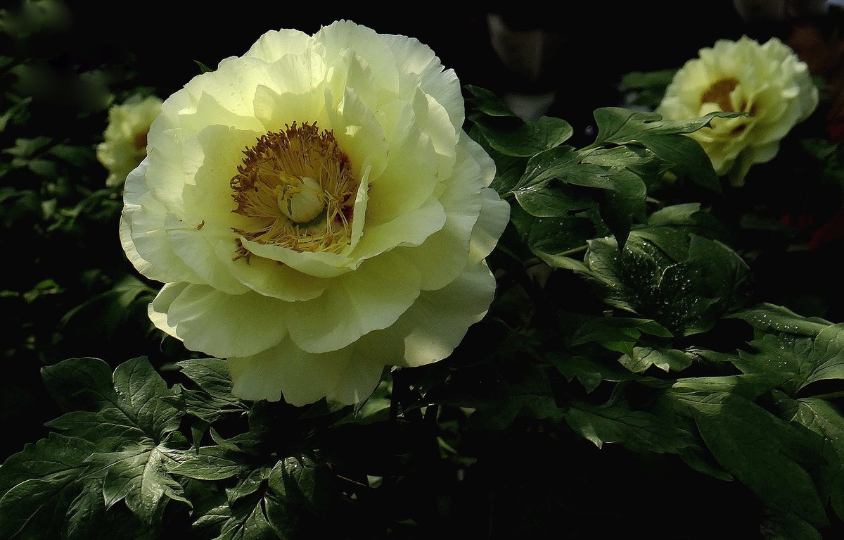 再拍东湖牡丹园