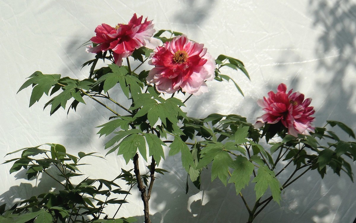 再拍东湖牡丹园