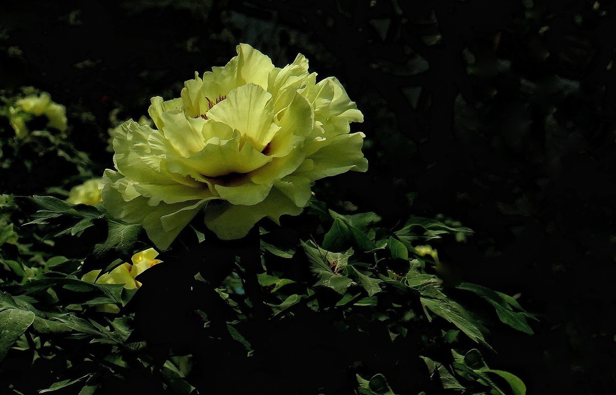 再拍东湖牡丹园