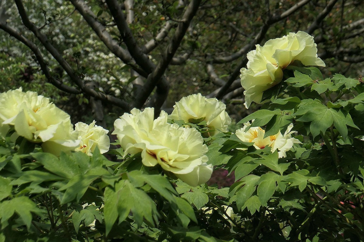 再拍东湖牡丹园