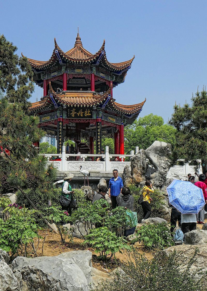 再拍东湖牡丹园