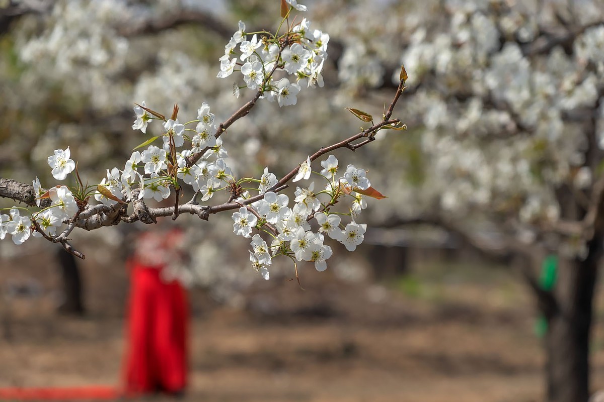 梨花开了（3）