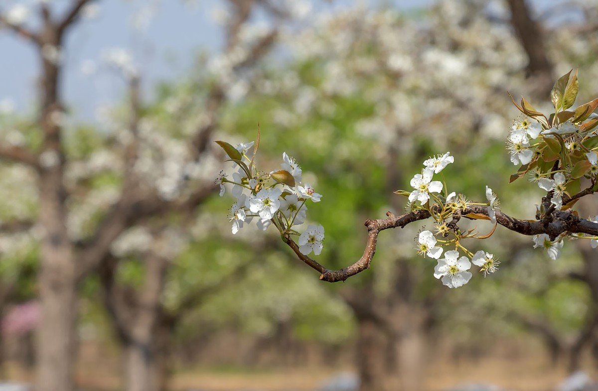 梨花开了（3）