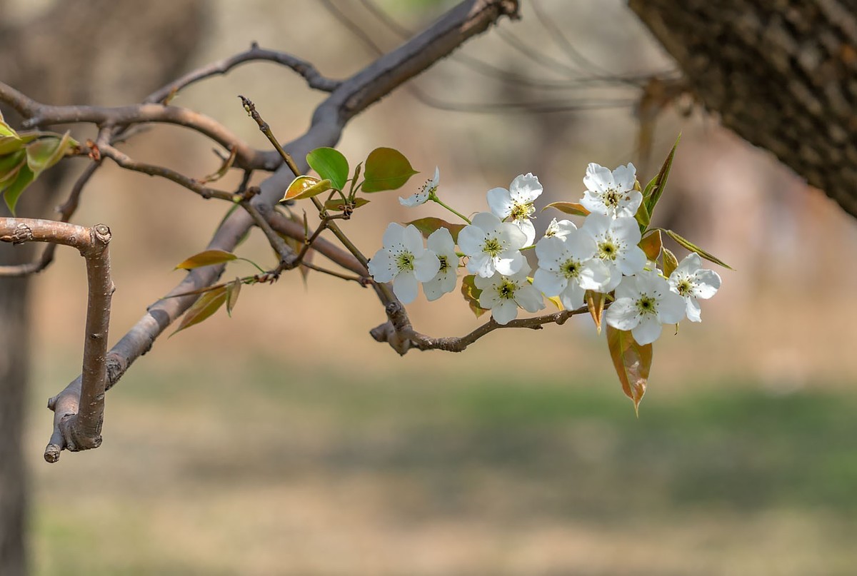 梨花开了（3）