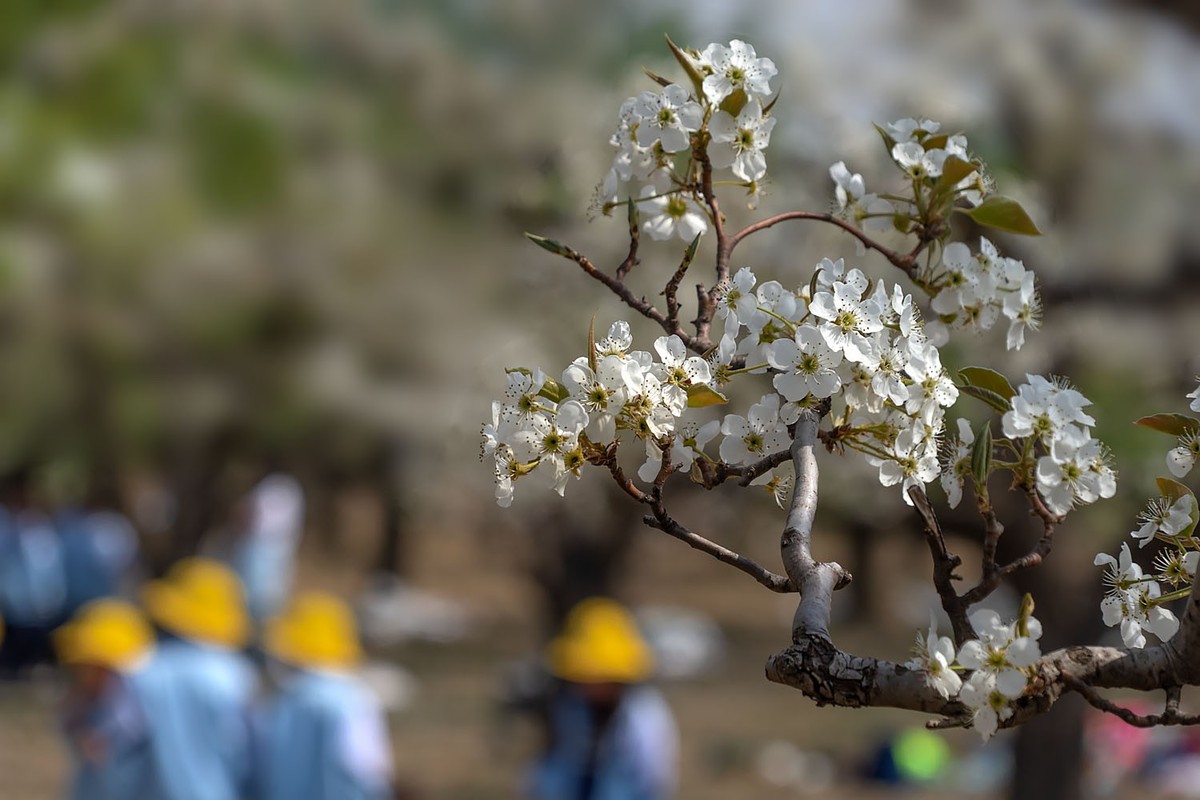 梨花开了（3）