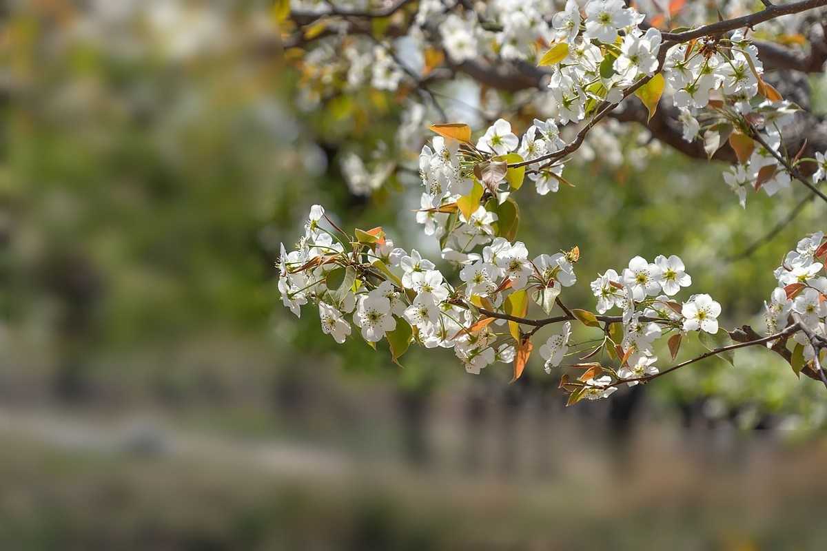 梨花开了（3）