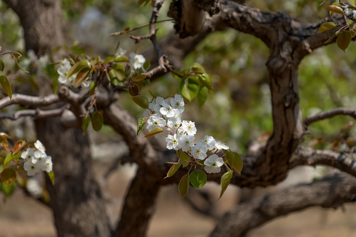 梨花开了（3）