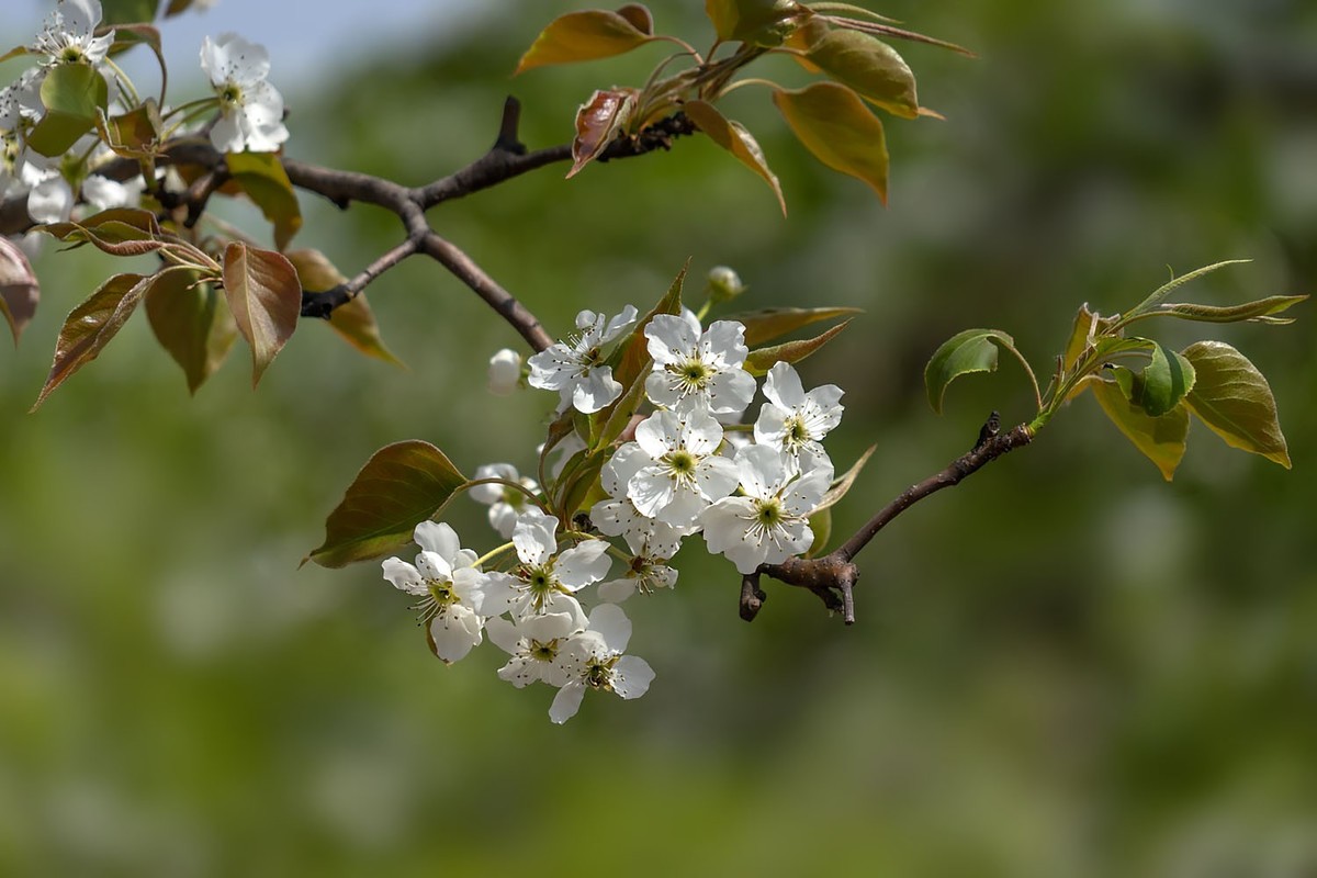 梨花开了（3）