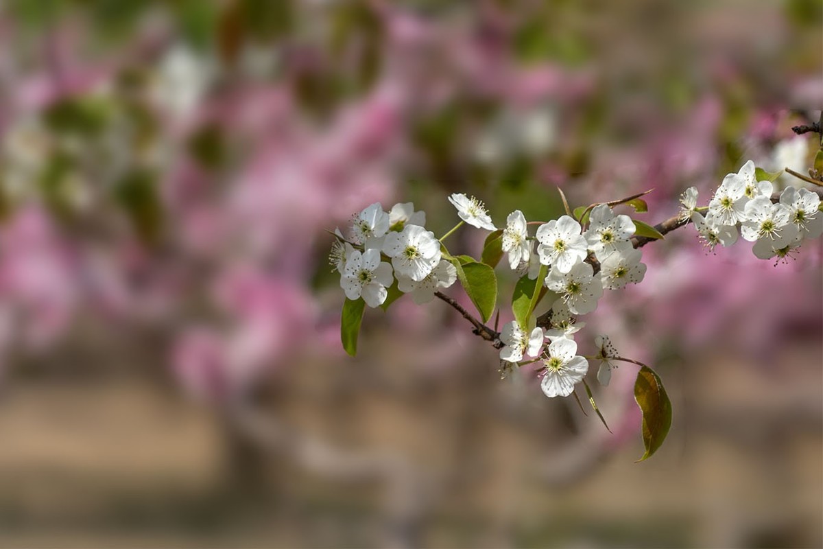 梨花开了（3）