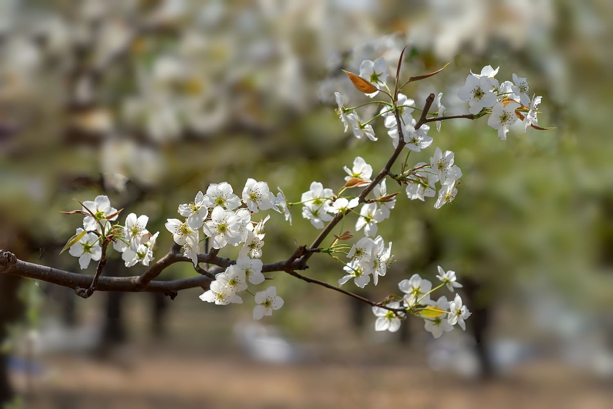 梨花开了（3）