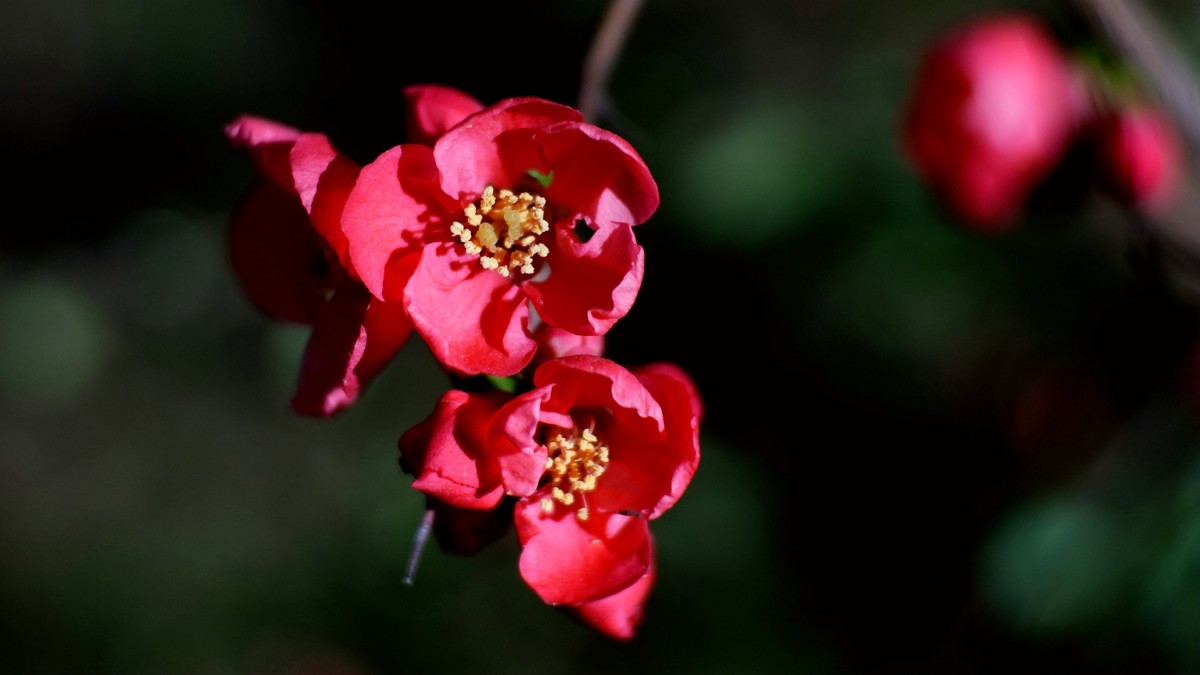 裕西公园贴梗海棠