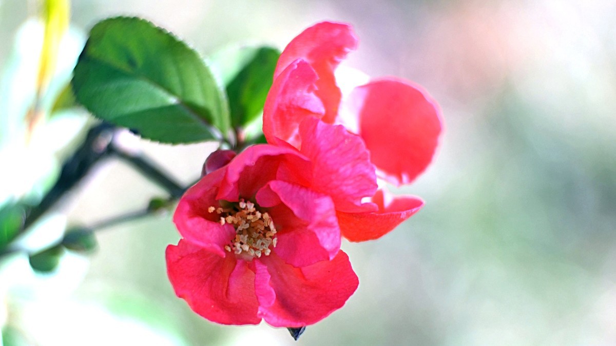 裕西公园贴梗海棠