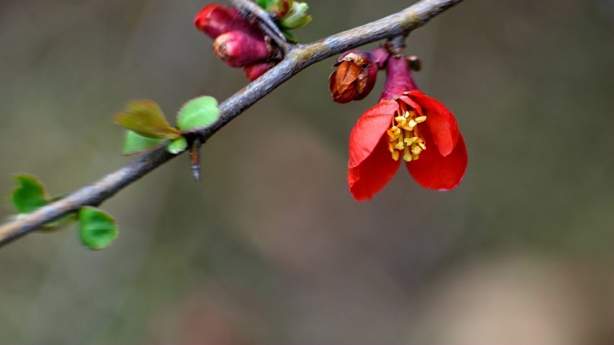 裕西公园贴梗海棠