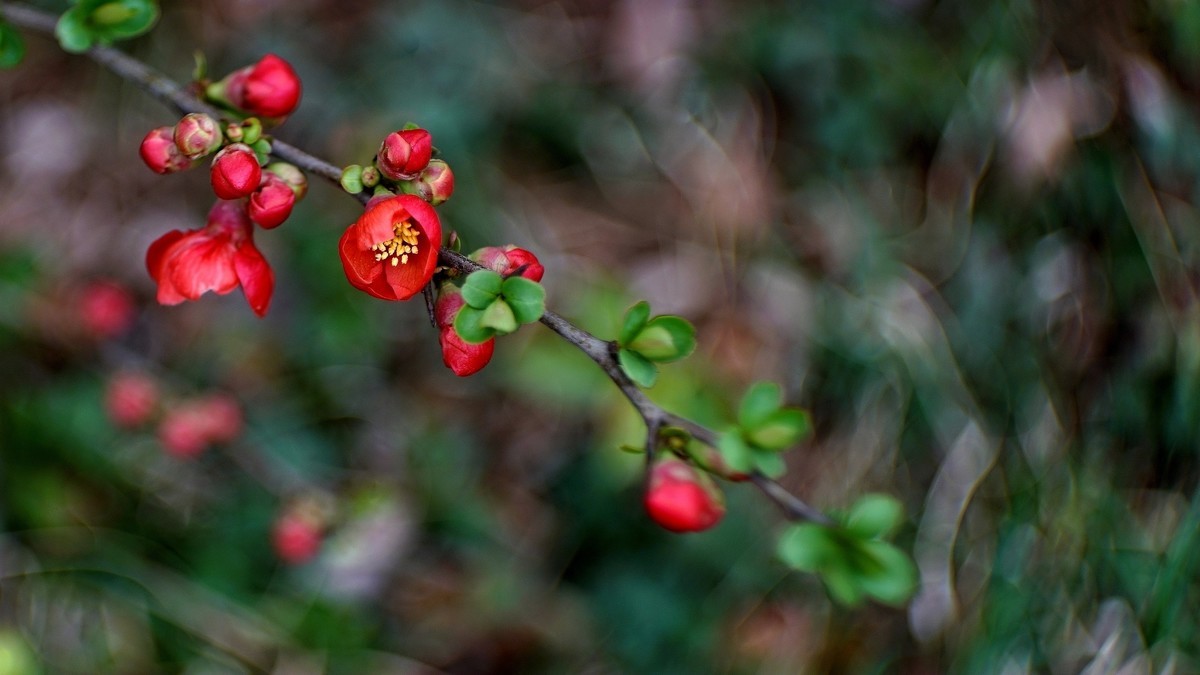 裕西公园贴梗海棠