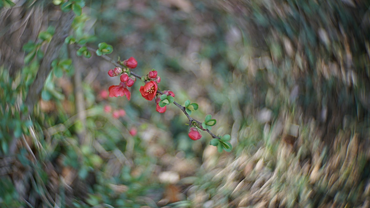 裕西公园贴梗海棠