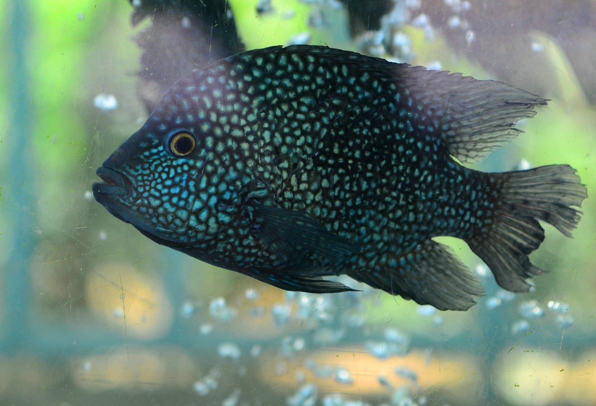 动物园的观赏鱼。