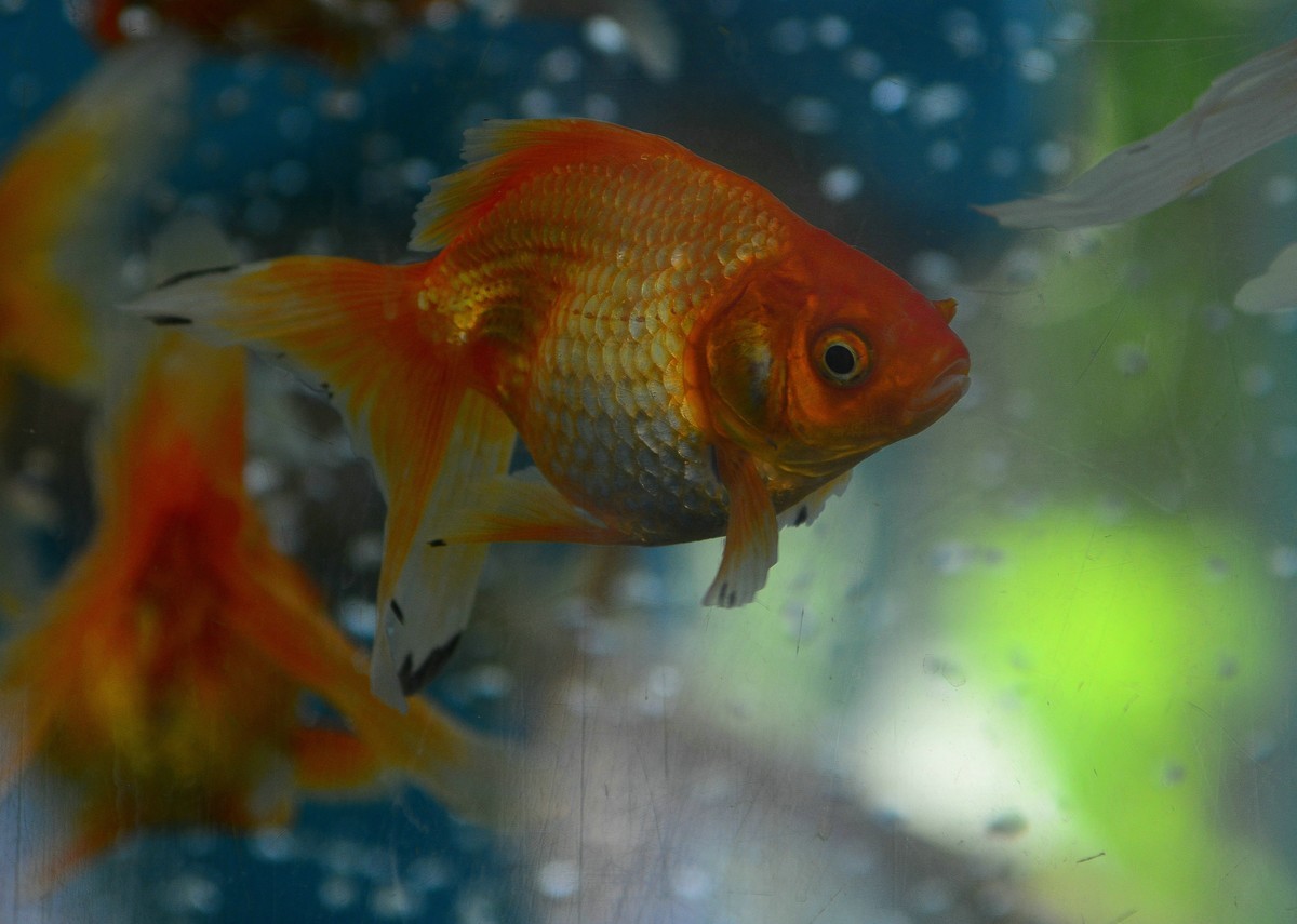 动物园的观赏鱼。